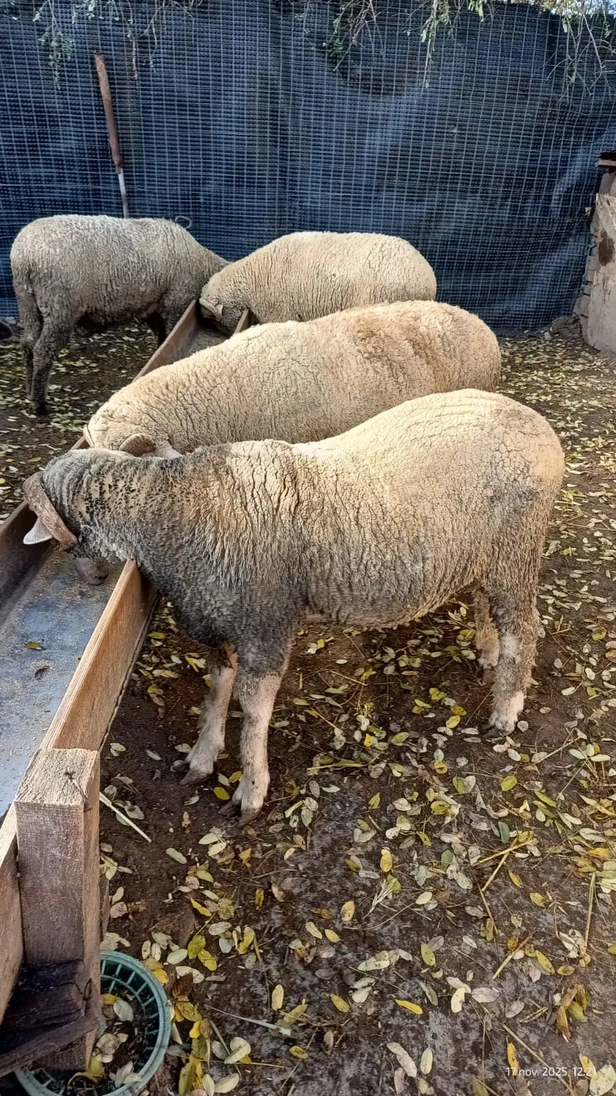 Berbeci de vanzare pentru rotisor