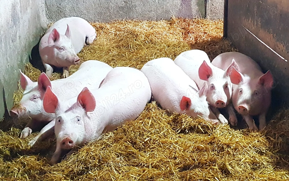 Vând porci, rasă pură: Marele Alb, greutate aprox. 100-160 kg