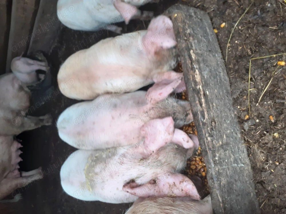 Purcei disponibili de vanzare 