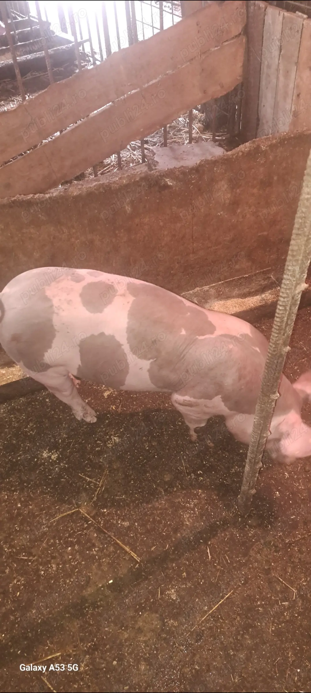 Vând șoldan pt.îngrășat