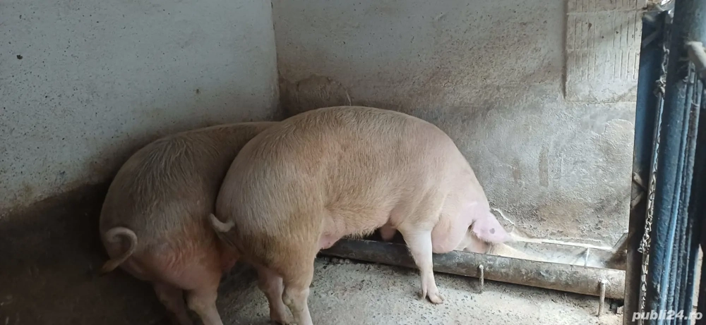 porci de vanzare 