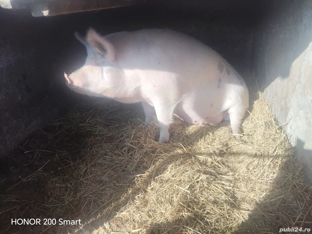 porc de vânzare 
