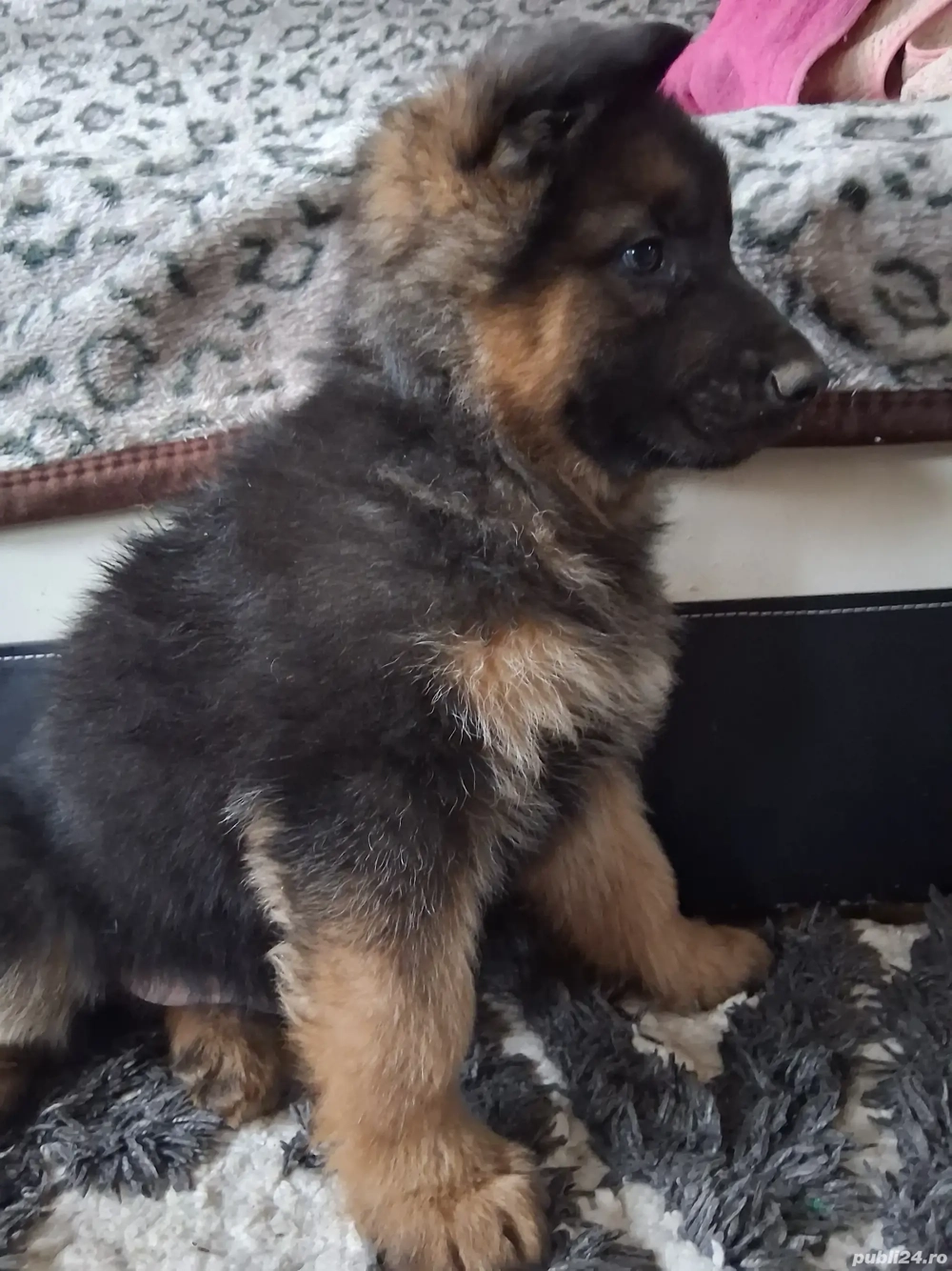 Pui ciobanesc-german