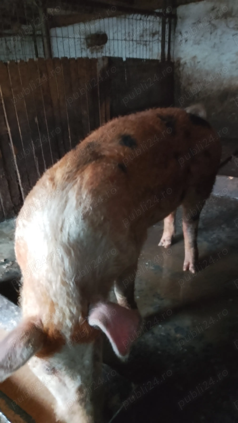 Vând Vieri.        .