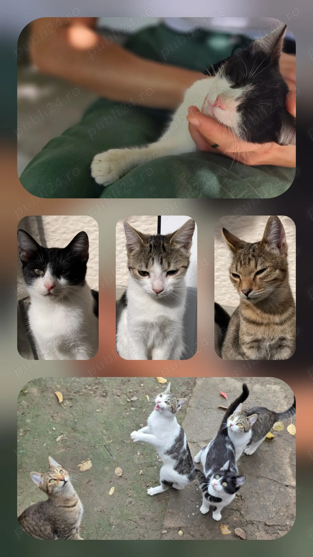 Pisoi adorabili caută familie!