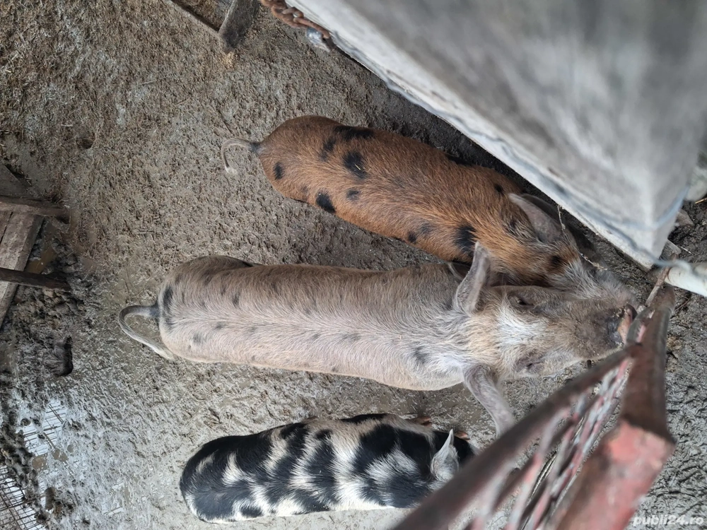 purcei 3 luni jumate 