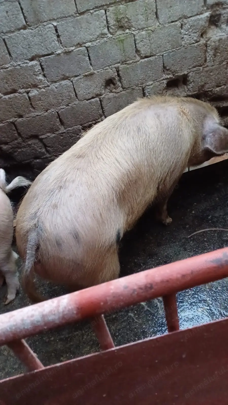 Vând porc de tăiat 