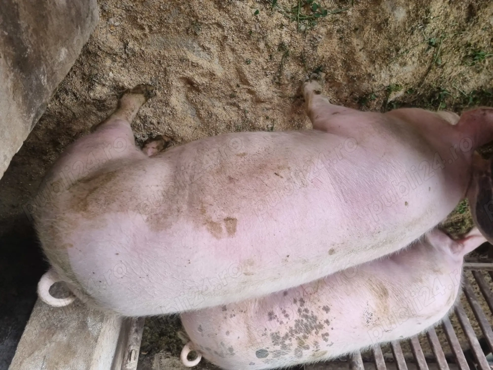 Vand porci de carne. Informatii la telefon:  .