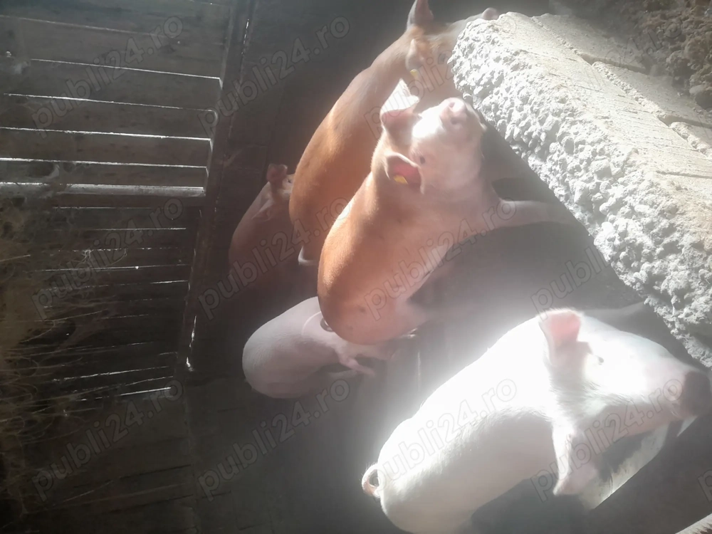 Porci de 100-120-130 kg devanzare 14 lei kg