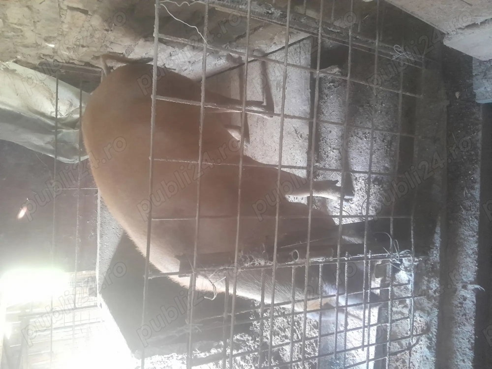 Vând scroafatrebuie sa fete pe 5 decembrie