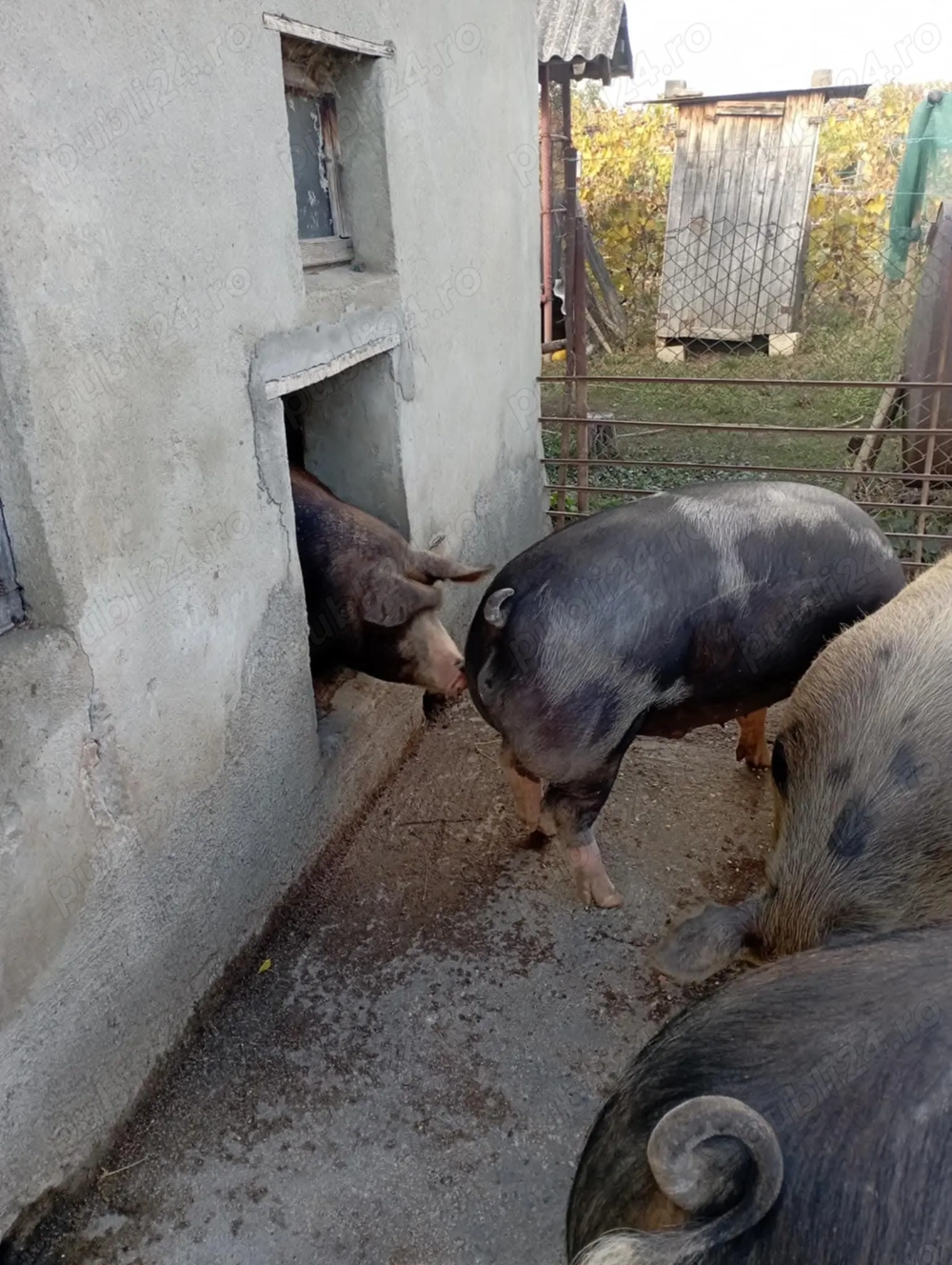 Perfecti pentru sărbători ! Pentru cunoscători 