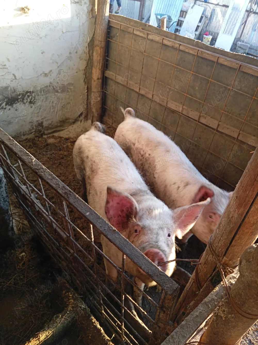 Vând porci  între 80-350 kg 