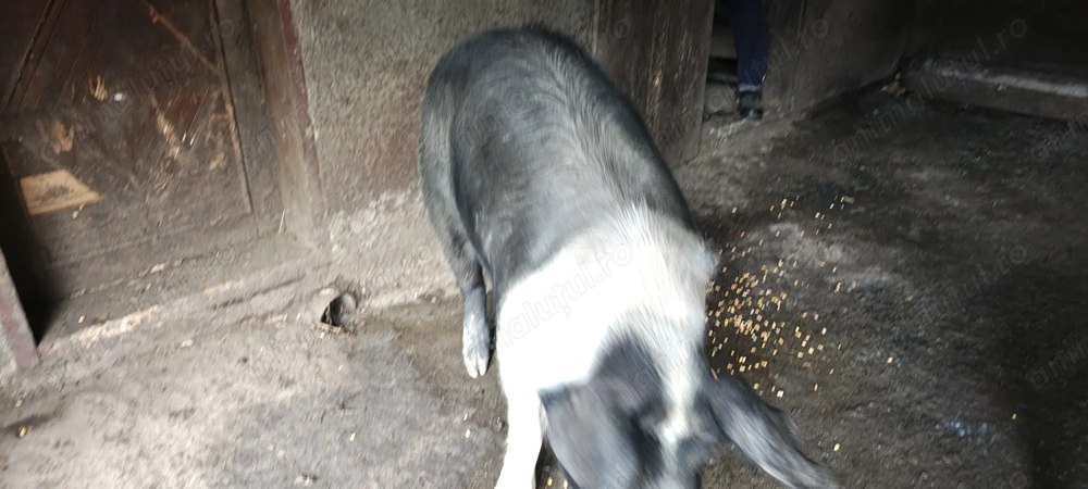 Porc de vânzare crescut în gospodărie 