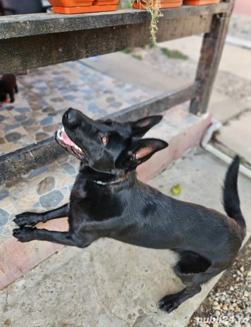 Ciobanesc german negru 