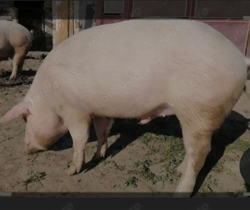 Vând porci crescuti bio Galicea Mare Dolj 