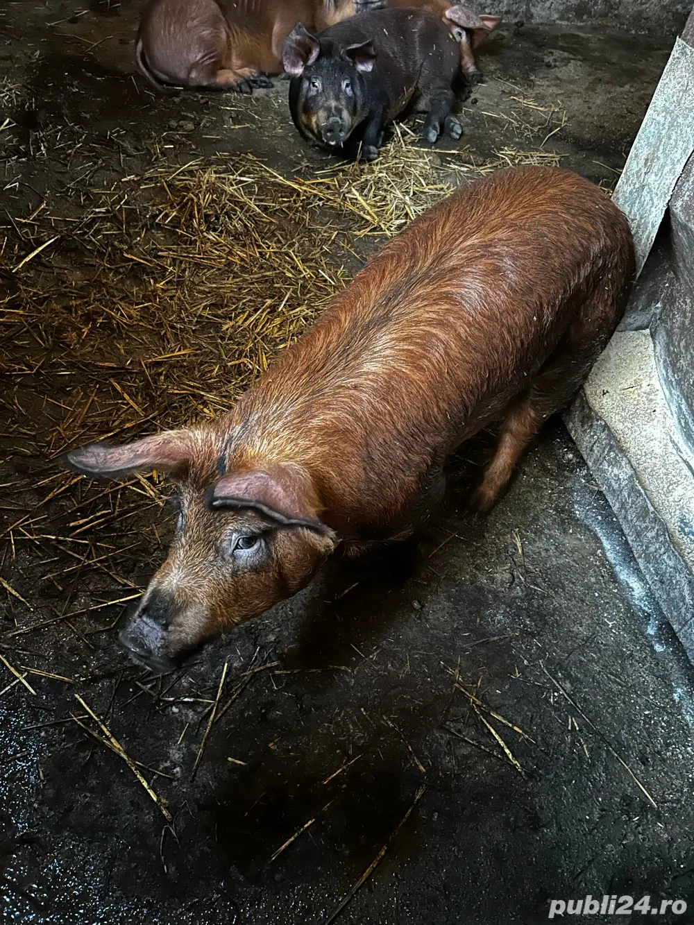 soldani duroc 