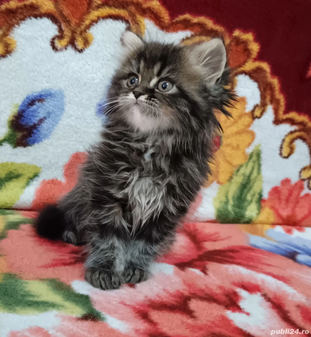 Norvegian de pădure 