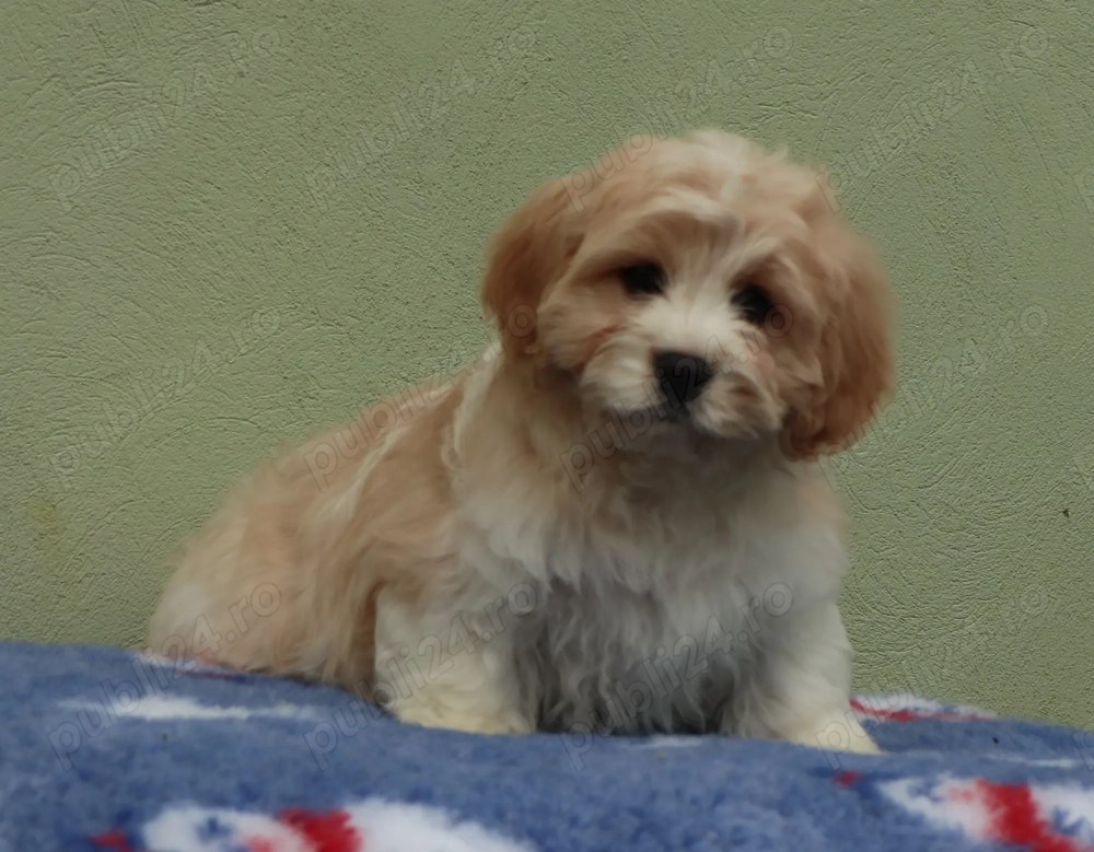 Cavapoo deosebiti