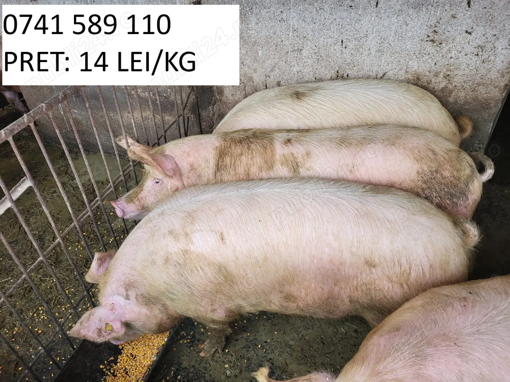 Porci de vânzare pentru Crăciun   Ghenetea, jud. Bihor