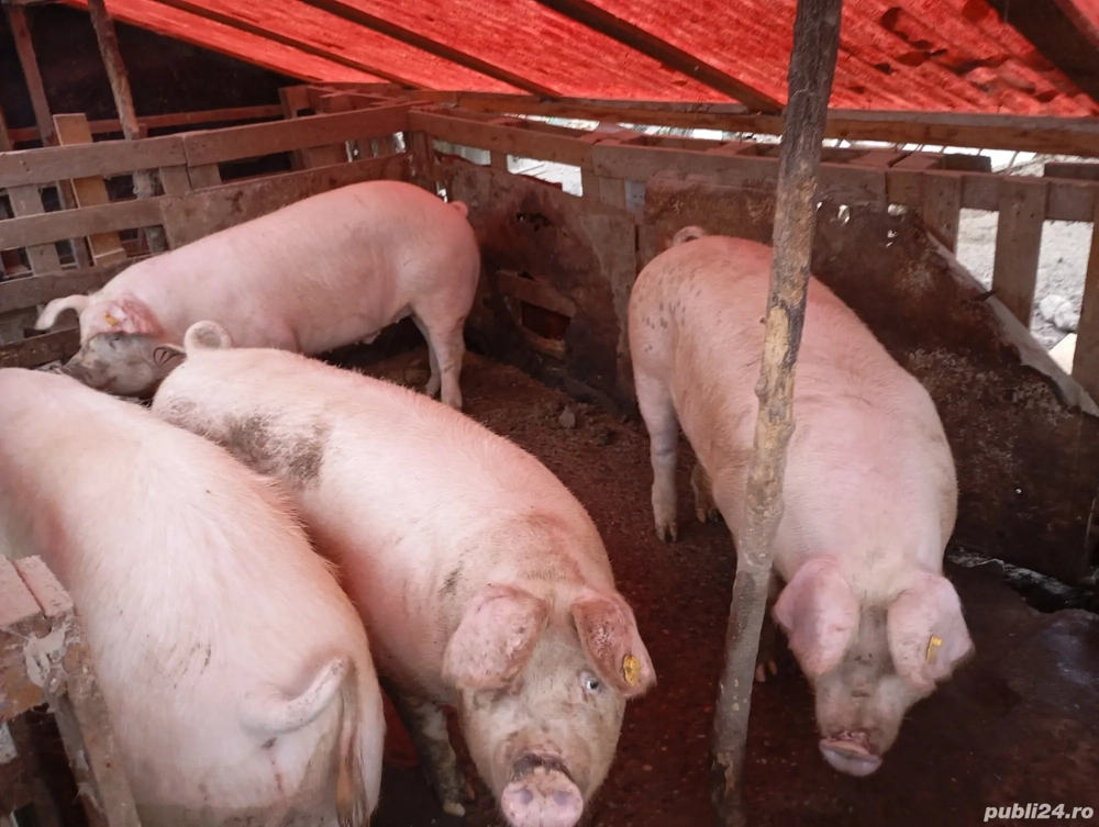 Porc gras si mangalita 