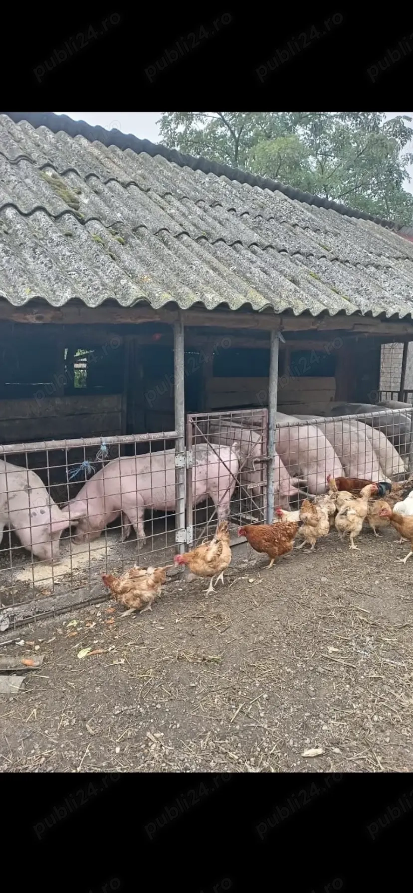 vand porci crescuti in propria gospodarie