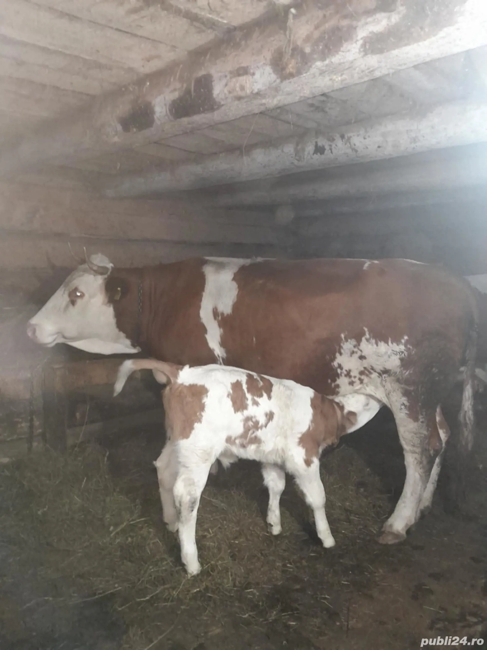 Vând vacă fătată!