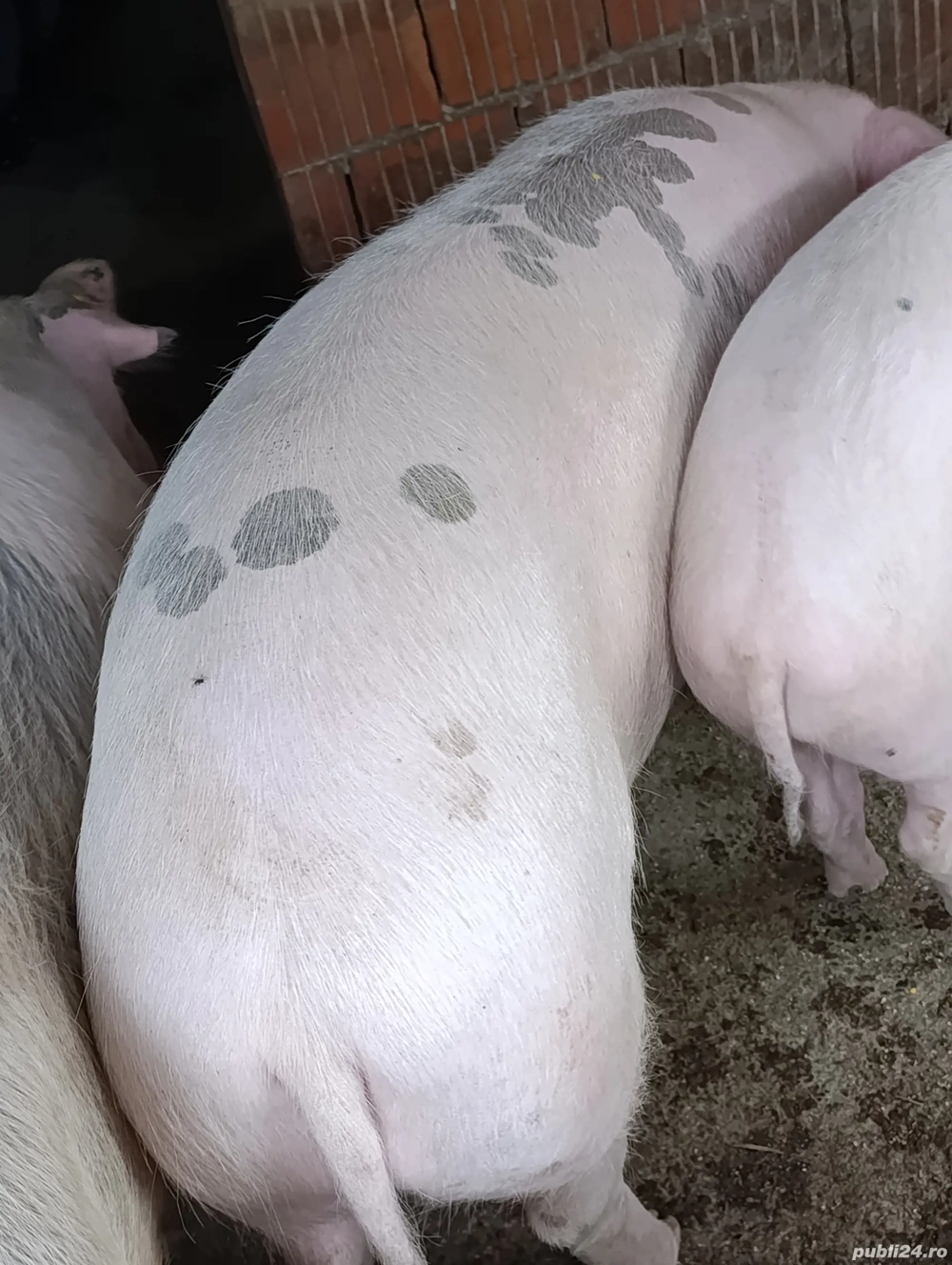 porcii pentru sacrificare 