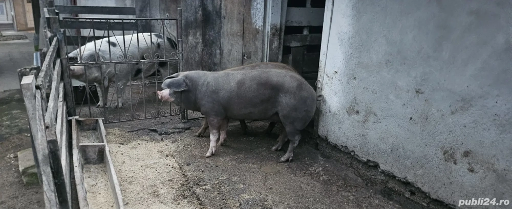 PORCI VANZARE ȘOMCUTA MARE