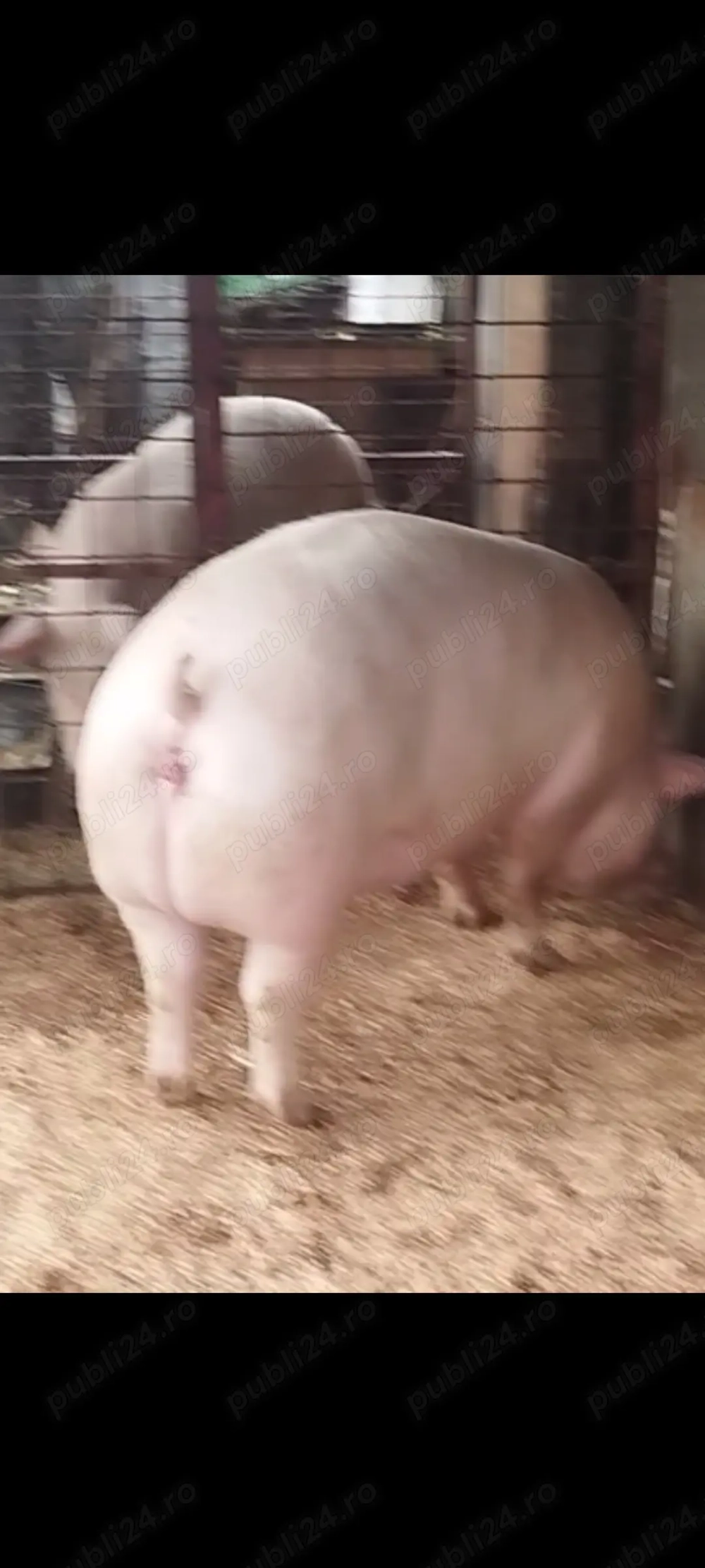 Porci de vanzare diferit rase și marimi