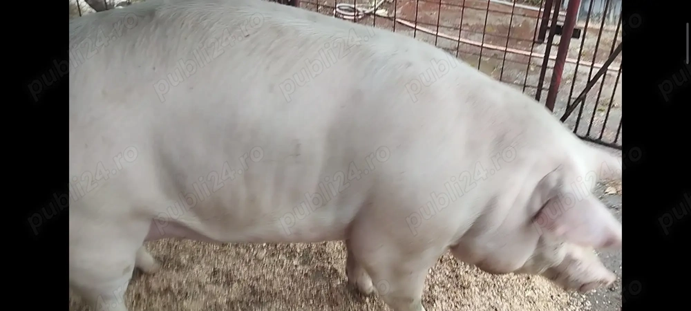 Porci de vanzare diferite rase și mărimi 