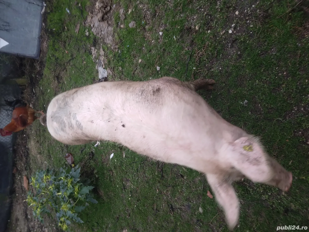 Porci pentru Crăciun 