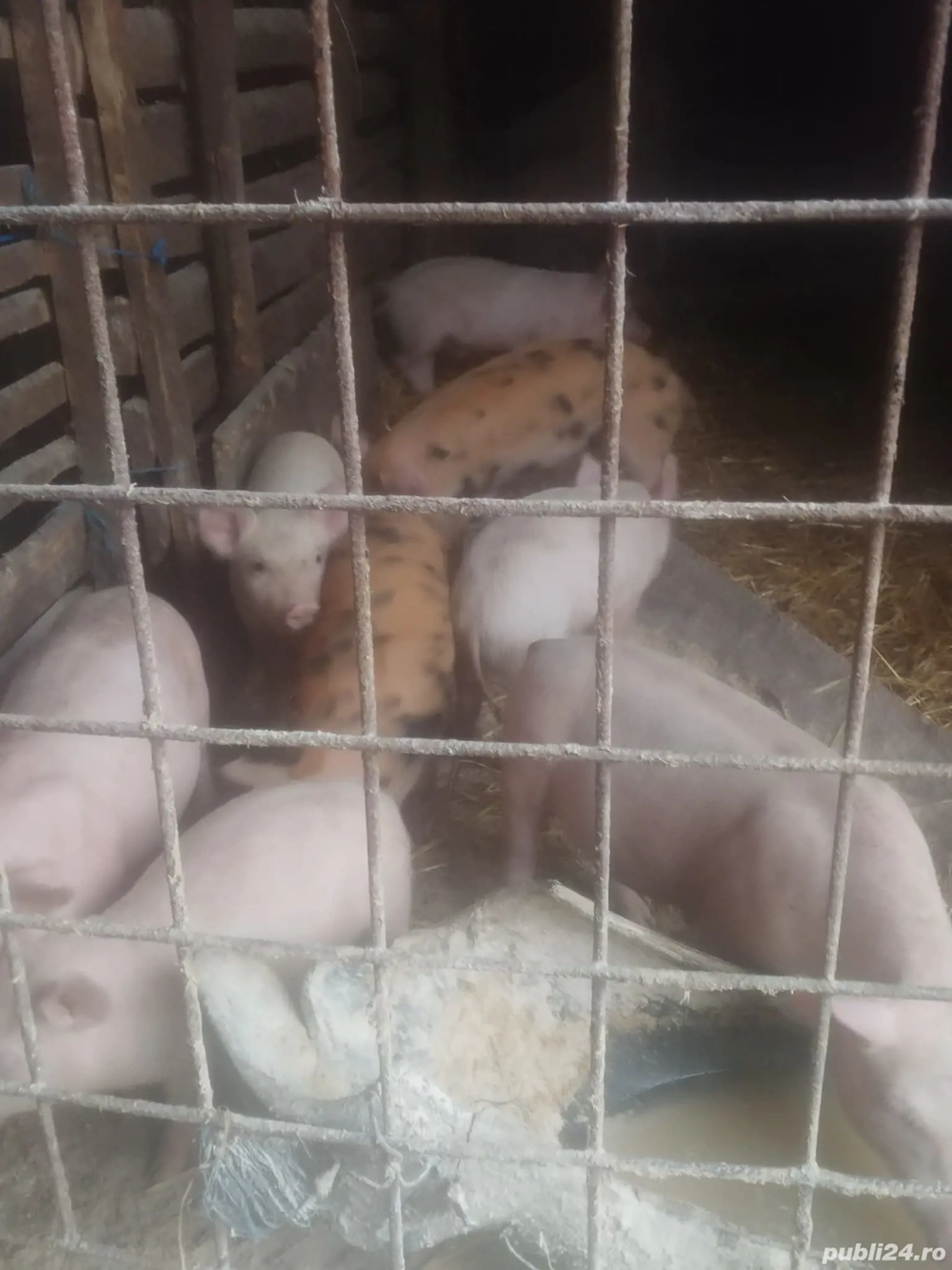 vând purcei de 8 săptămâni