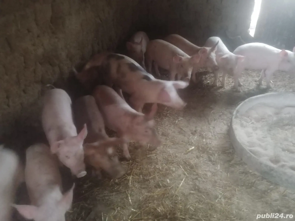 vând purcei de 11 săptămânii
