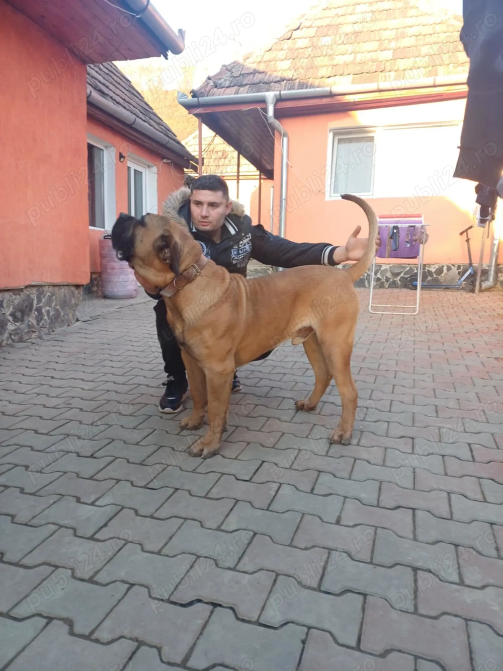 Presa Cananario mascul 11 luni