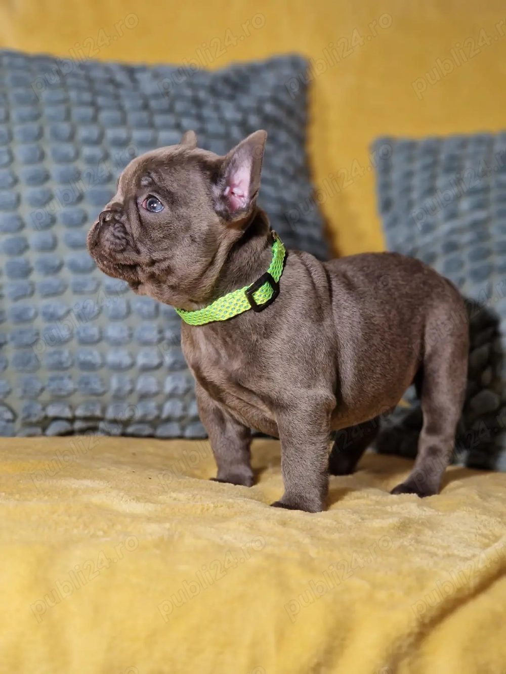 Bulldog Francez Prenotare Craciun 