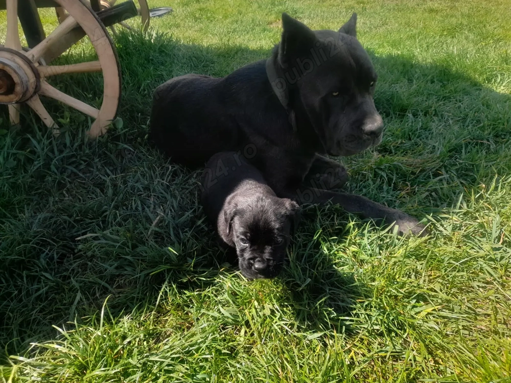  Vand Cane Corso, rasa pura