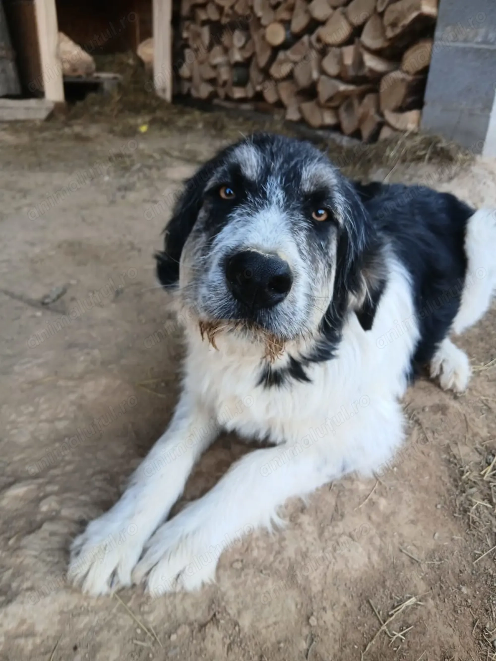 Vand caine ciobanesc