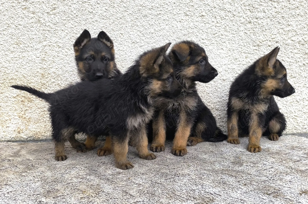 Pui ciobănesc german