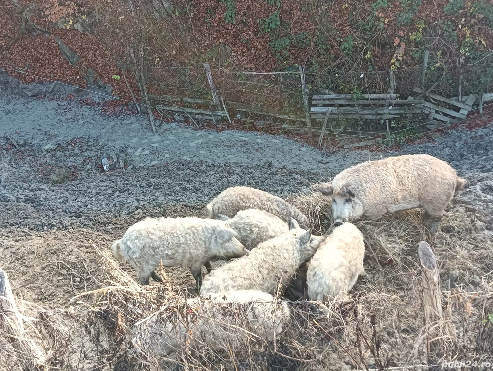 Vănd porci de Mangalita si Marele alb! Nr tel  