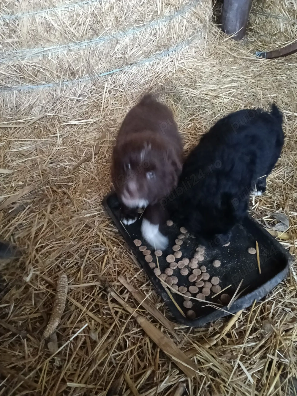 Căței de întors oi