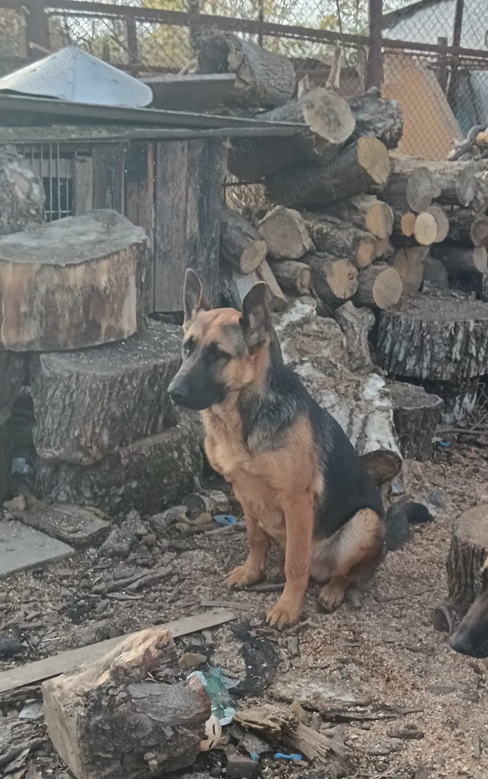 Vand caine ciobanesc german