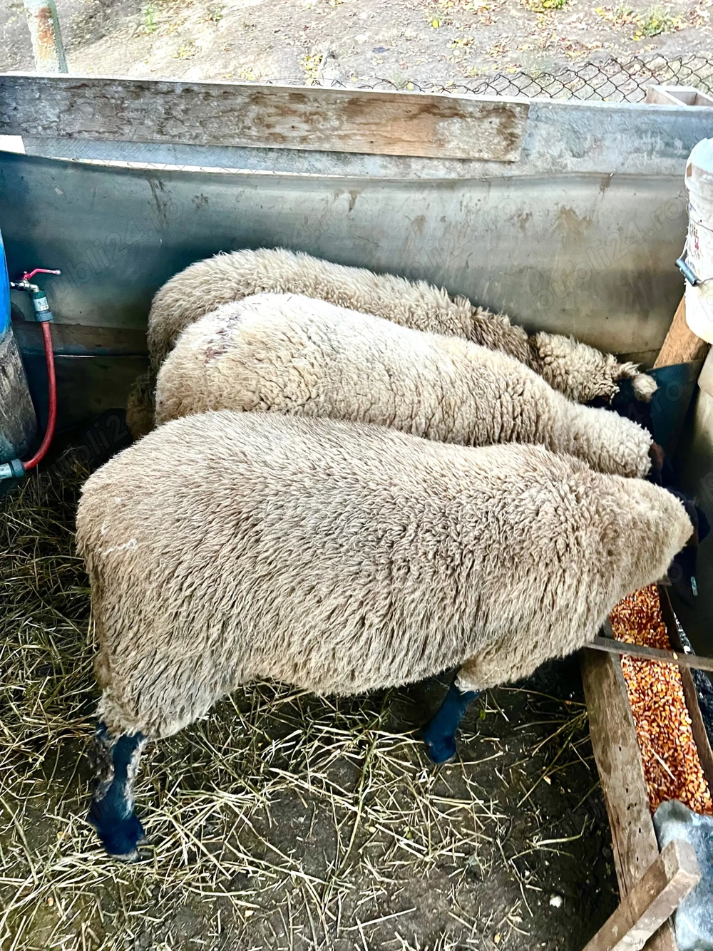 Vând miei suffolk - femele, mascul