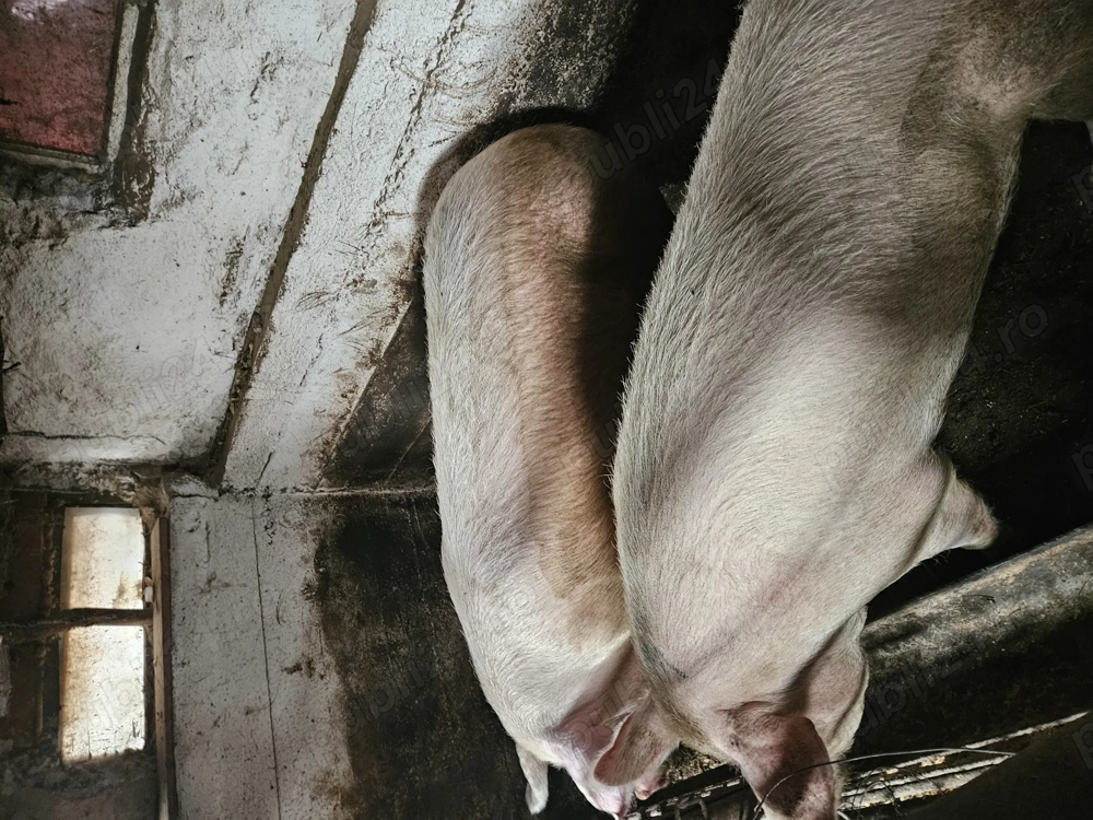 Porci de vanzare  
