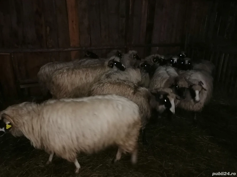 Oi breze de Petroșani 