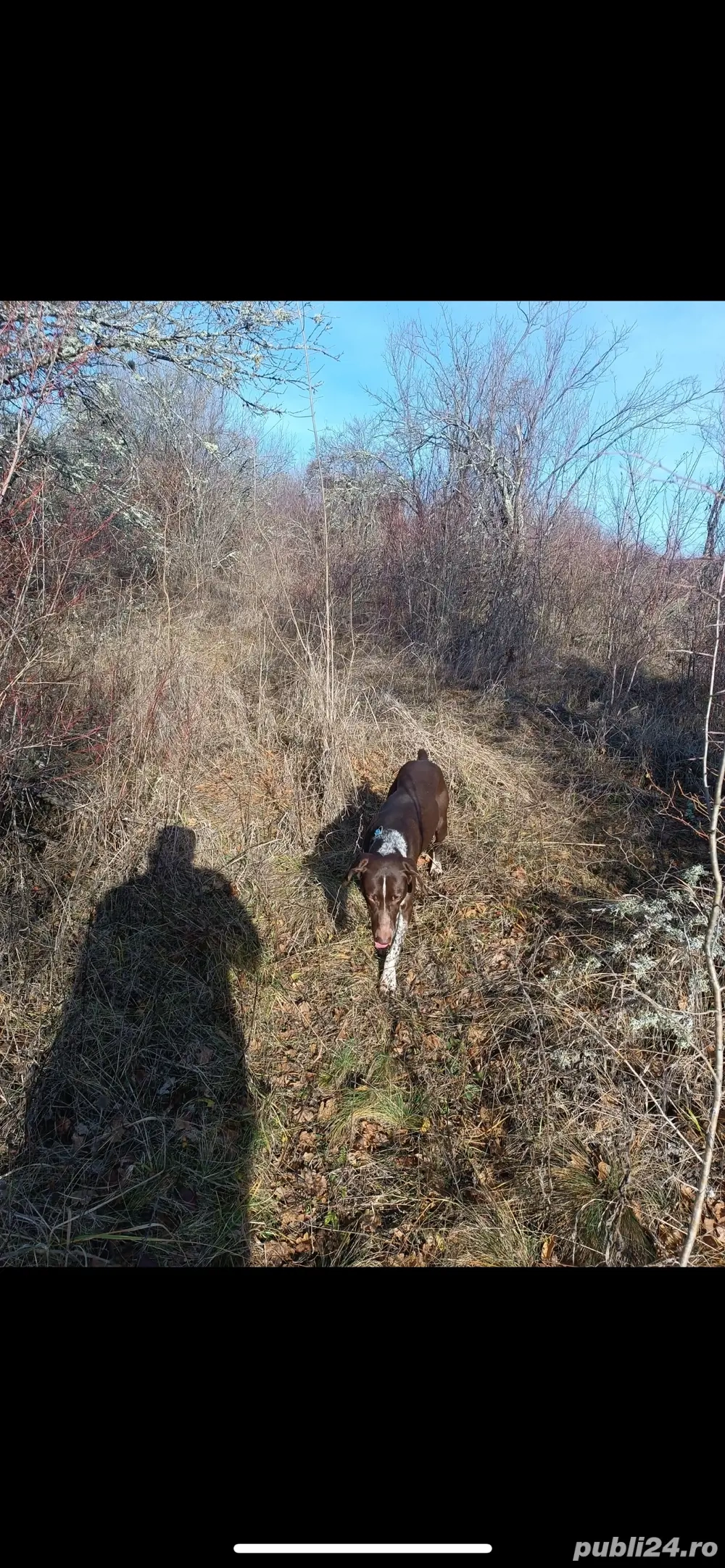 donez catel brac german 