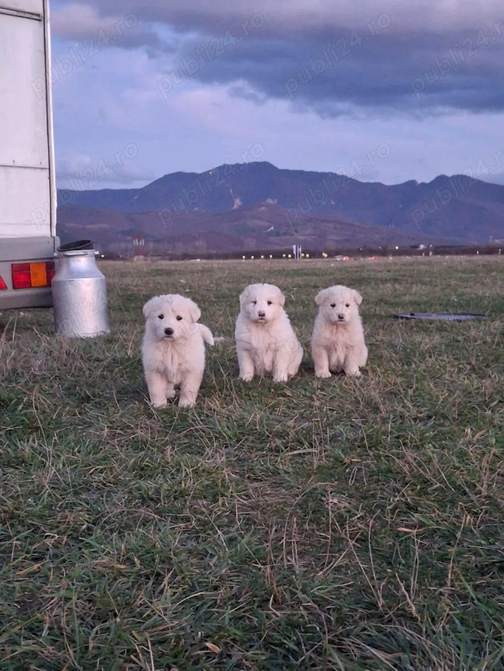 Catei ciobanesc balan