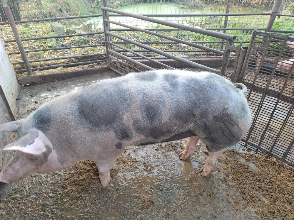 Vand aceasta mascota