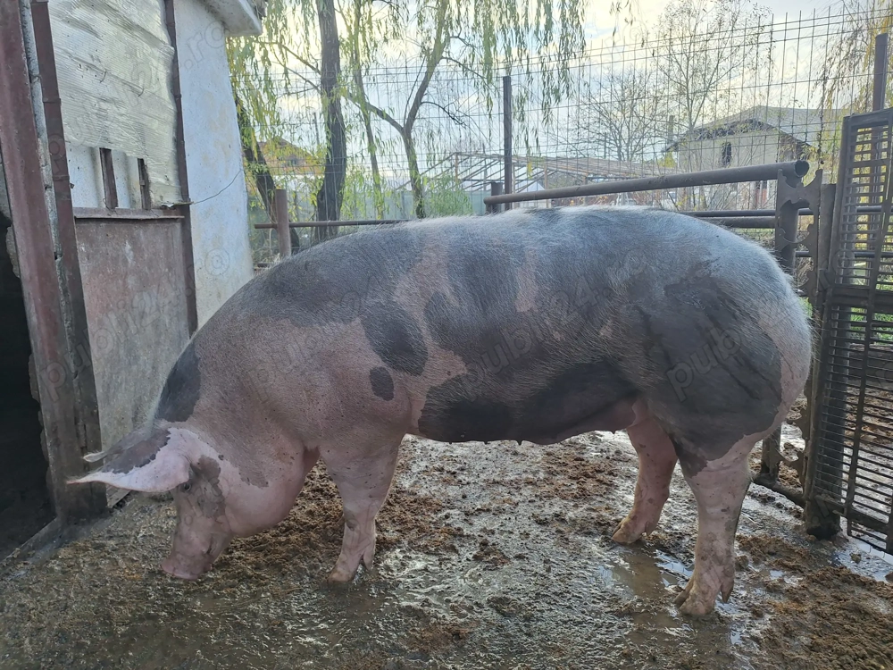 Vand aceasta mascota