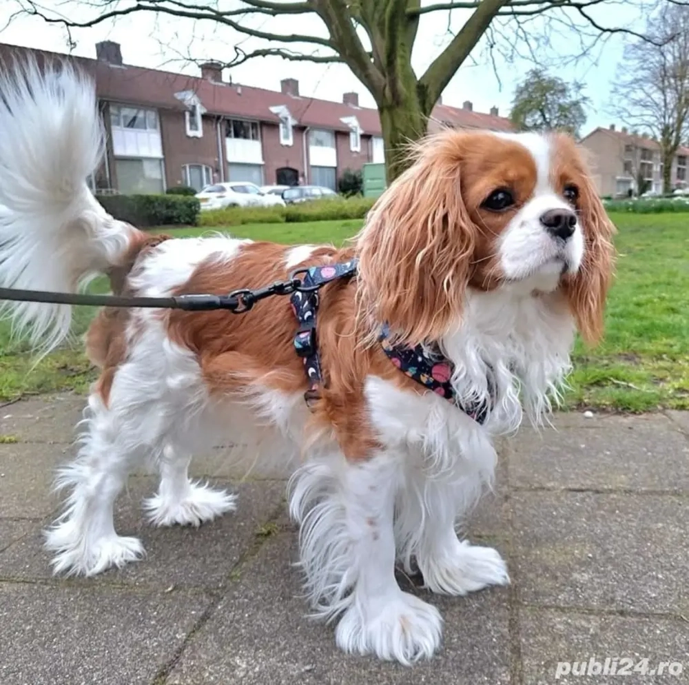 Cavalier King Charles 