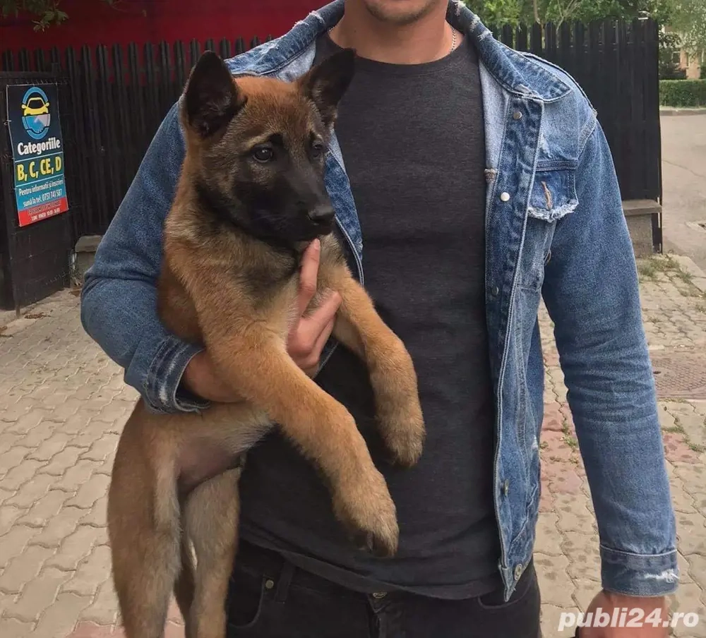 pui de Ciobanesc Belgian Malinois